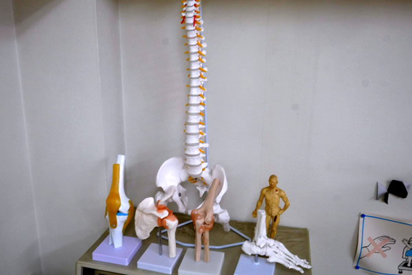 関節の説明に使用する骨格模型